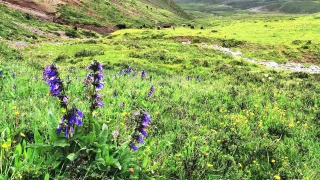 四川德格县城海拔多少米（甘孜德格县有什么景点）-9