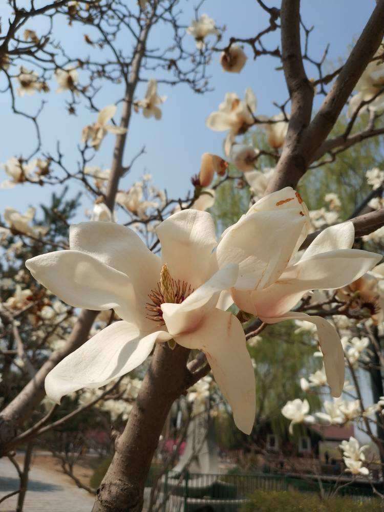 100种常见花图鉴，图文并茂非常详细，收藏起来慢慢看