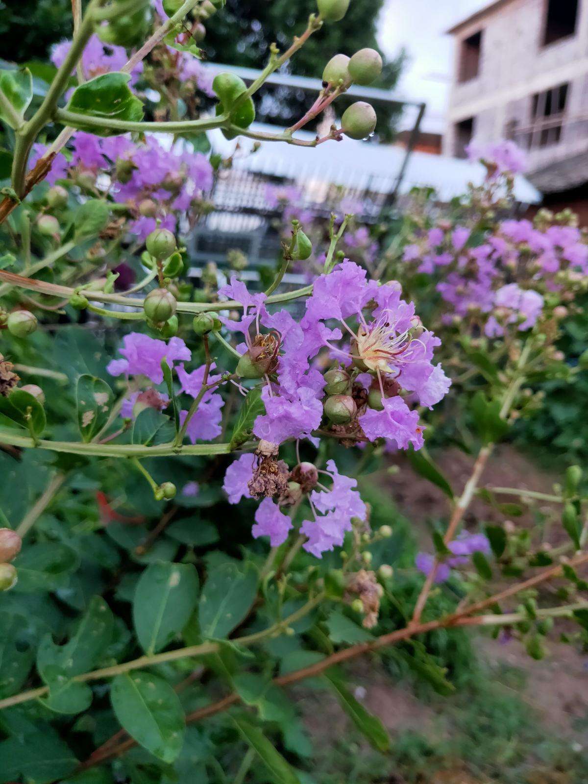 100种常见花图鉴，图文并茂非常详细，收藏起来慢慢看