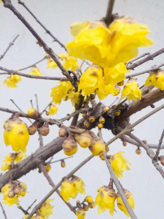 100种常见花图鉴，图文并茂非常详细，收藏起来慢慢看