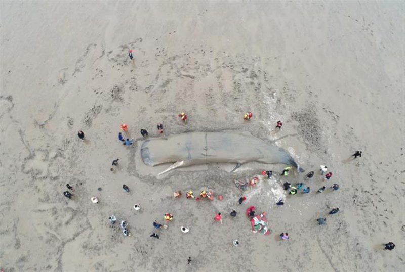 浙江象山搁浅鲸鱼是一头雄性抹香鲸，救援人员：其身体状态较差-1