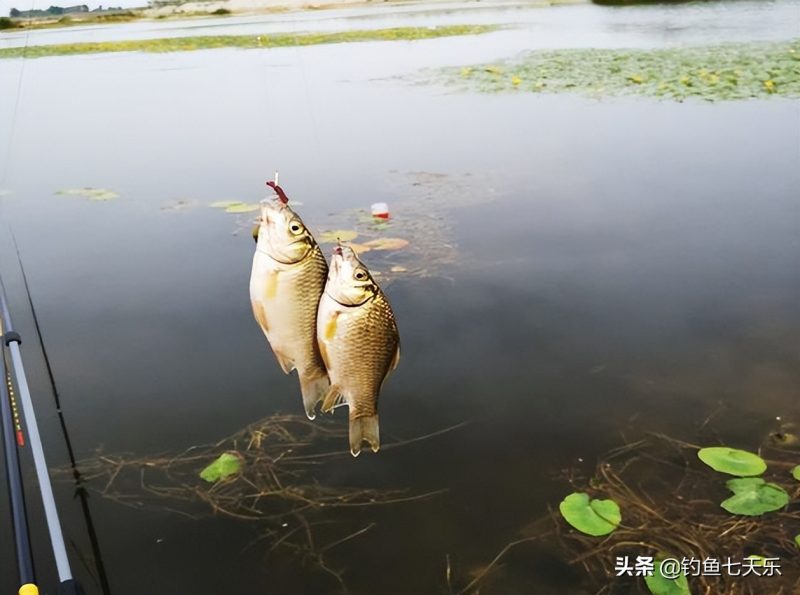 钓鲫鱼钓位选择图解（三月份野钓鲫鱼怎么选择钓位）-2