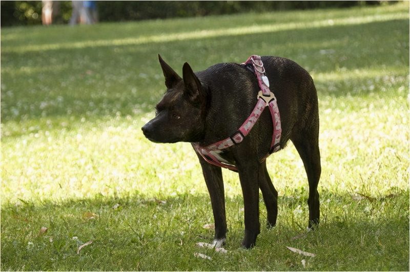 大狗和小狗能生孩子吗（小型犬和大型犬能杂交吗）-4