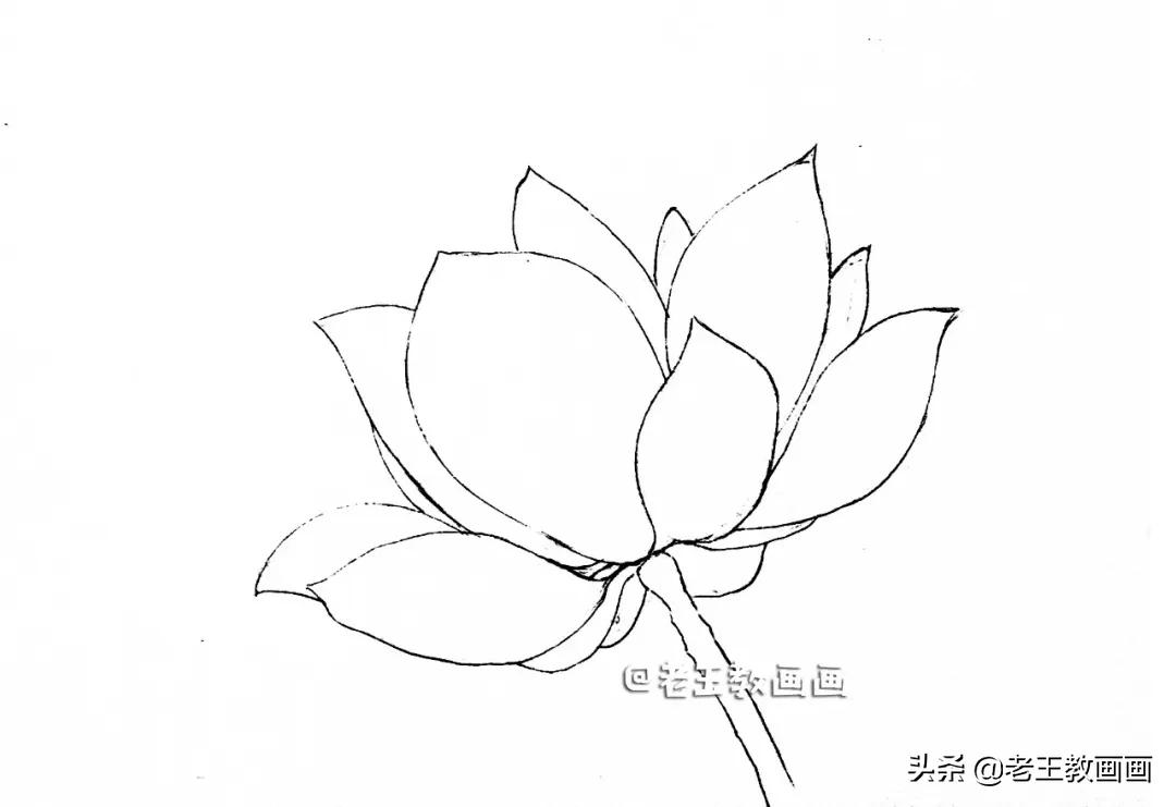 彩铅花卉（教你用彩铅画一朵荷花）-1