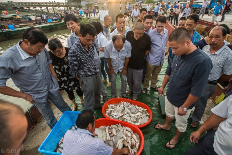 太湖三白是指什么（白鱼白虾银鱼造就的太湖味道）-3