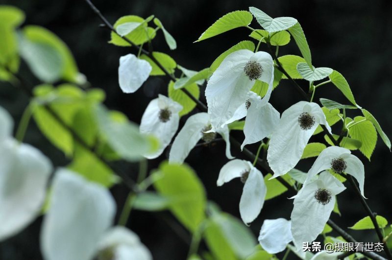 代表和平的植物是什么（这种植物被称为活化石具有和平的象征意义）-3