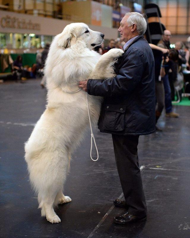 大型宠物犬品种大全（宠物狗品种大全）-10