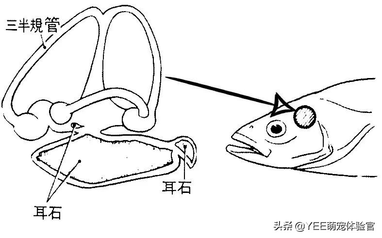 鱼有耳朵吗（鱼的耳朵长在哪里）-3