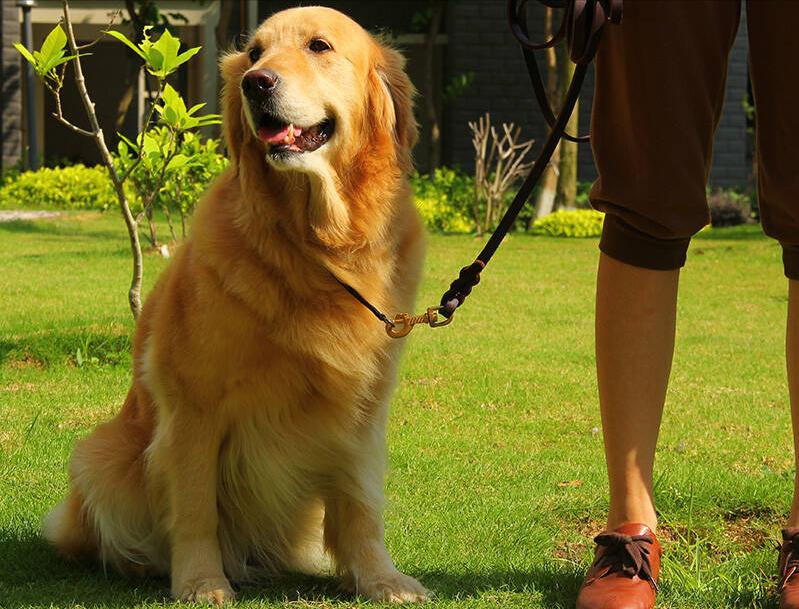 大型宠物犬品种大全（宠物狗品种大全）-16