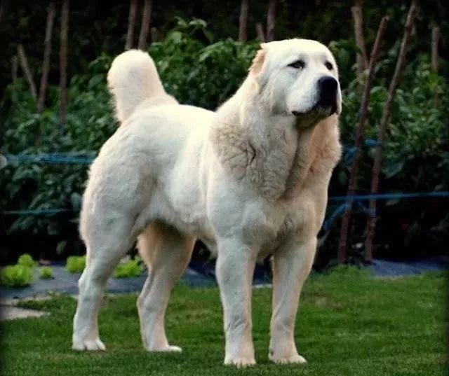 大型犬品种大全（世界上著名的二十种超大型狗你认识多少）-8