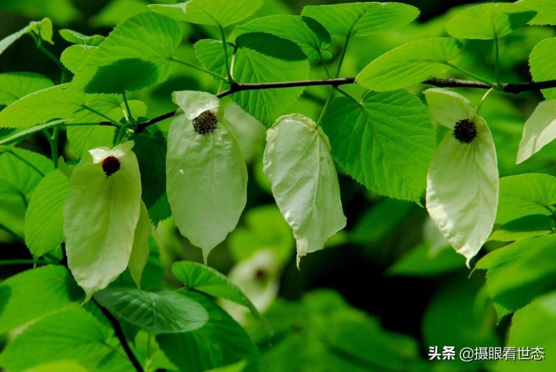 代表和平的植物是什么（这种植物被称为活化石具有和平的象征意义）-5