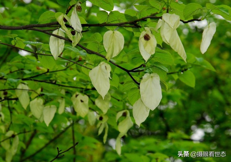 代表和平的植物是什么（这种植物被称为活化石具有和平的象征意义）-4