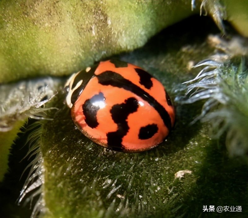 四星瓢虫有毒吗（蓝色的瓢虫有毒吗）-19