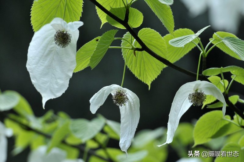 代表和平的植物是什么（这种植物被称为活化石具有和平的象征意义）-1