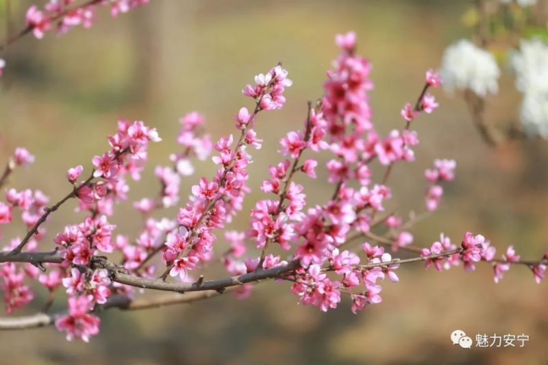 梨花是什么季节开的（在阳春三月里邂逅梨花盛开）-18