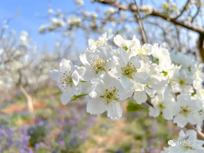 梨花是什么季节开的（在阳春三月里邂逅梨花盛开）-5