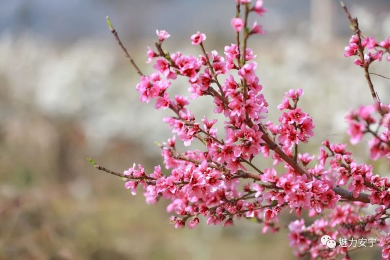 梨花是什么季节开的（在阳春三月里邂逅梨花盛开）-25