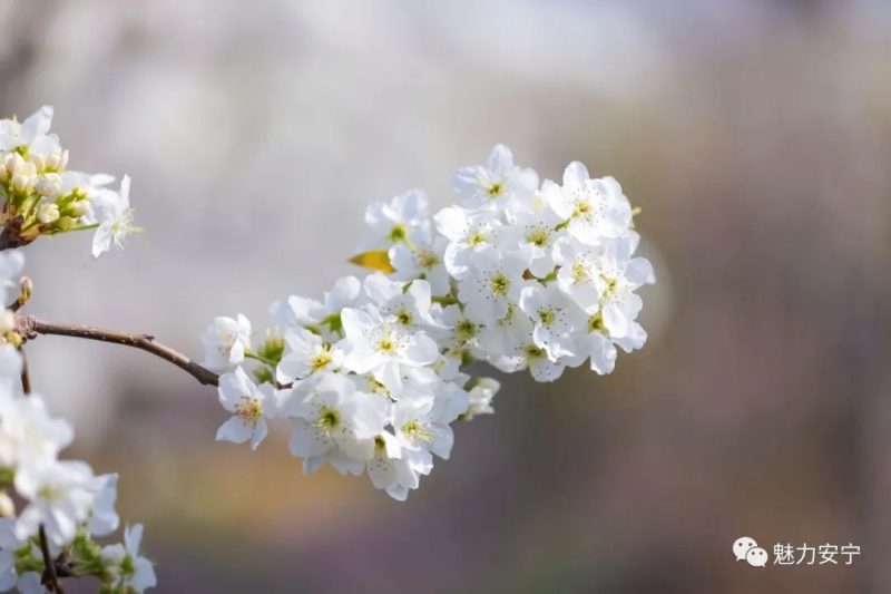 梨花是什么季节开的（在阳春三月里邂逅梨花盛开）-13