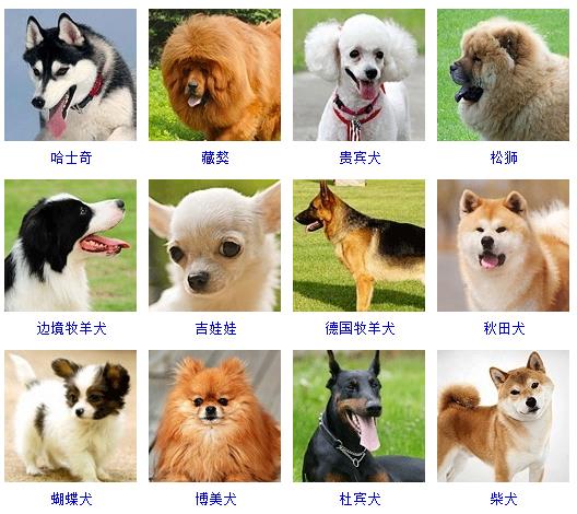 狗的种类大全（178个宠物狗品种大全介绍）-1