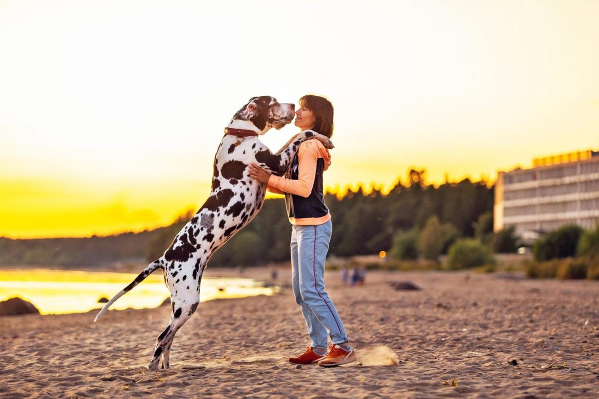 世界大型猛犬排名：最大的犬比肩人，甚至可以猎狼？