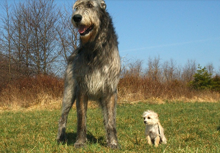 世界大型猛犬排名：最大的犬比肩人，甚至可以猎狼？