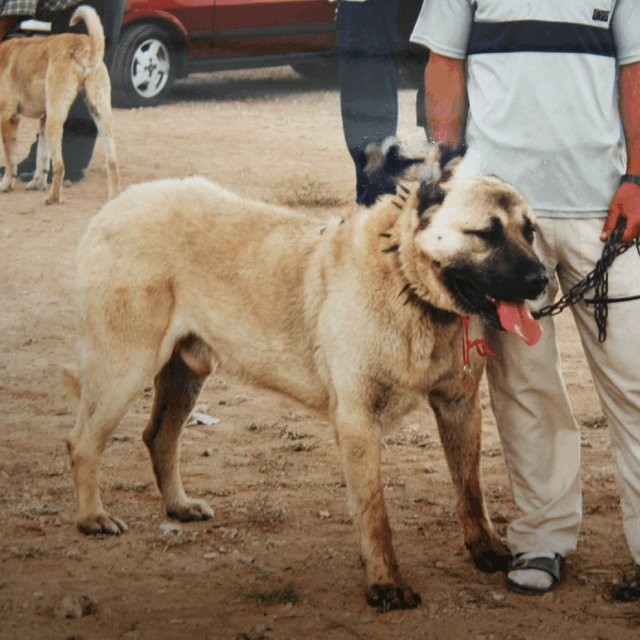 世界大型猛犬排名：最大的犬比肩人，甚至可以猎狼？