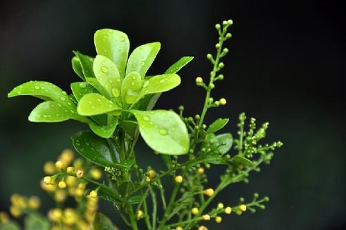 米兰花掌握这几个要点，一年开花十茬不是问题，养一盆就香满屋子