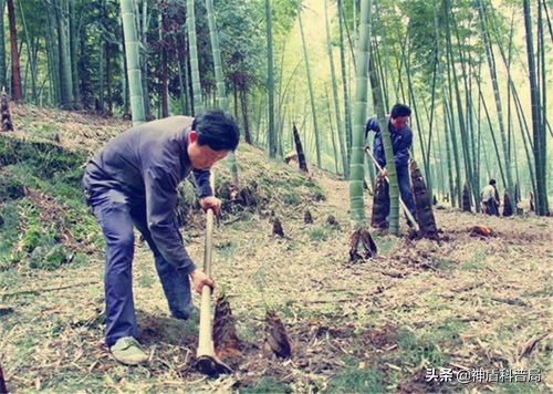 螺蛳粉为什么那么臭（螺蛳粉的臭味到底是哪来的）-13