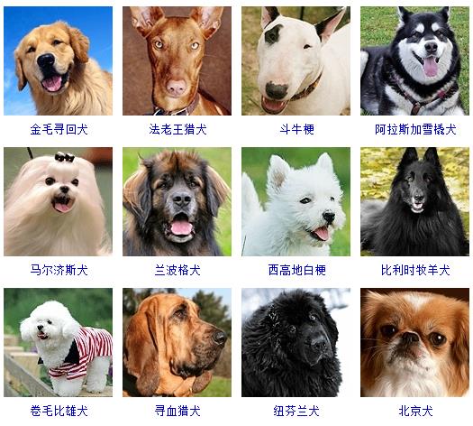 狗的种类大全（178个宠物狗品种大全介绍）-3
