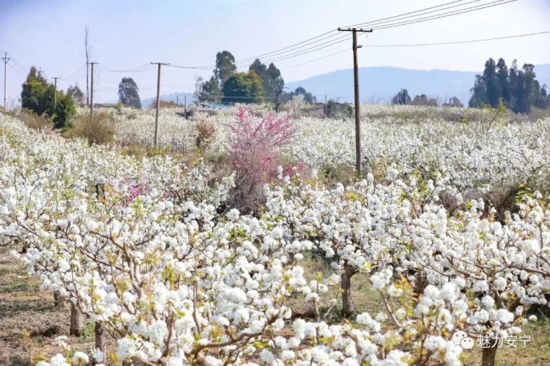 梨花是什么季节开的（在阳春三月里邂逅梨花盛开）-17