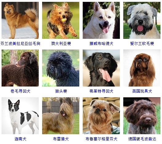 狗的种类大全（178个宠物狗品种大全介绍）-13