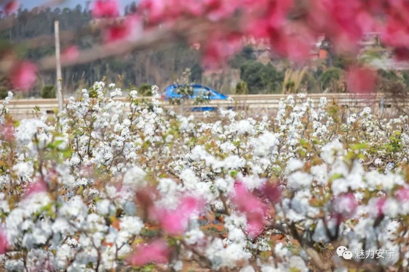 梨花是什么季节开的（在阳春三月里邂逅梨花盛开）-11