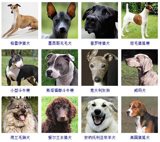狗的种类大全（178个宠物狗品种大全介绍）-9