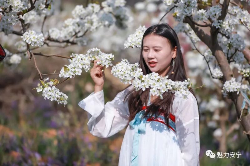 梨花是什么季节开的（在阳春三月里邂逅梨花盛开）-12