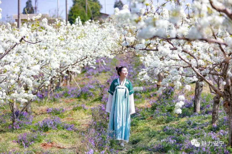 梨花是什么季节开的（在阳春三月里邂逅梨花盛开）-1