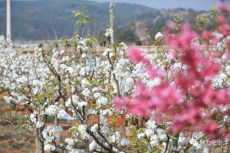 梨花是什么季节开的（在阳春三月里邂逅梨花盛开）-21