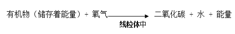 初一下册生物必背知识点有哪些（人教版初一下册生物知识点总结归纳）-7