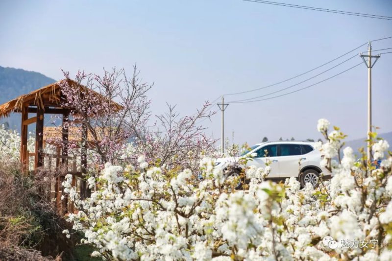 梨花是什么季节开的（在阳春三月里邂逅梨花盛开）-23