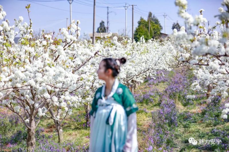 梨花是什么季节开的（在阳春三月里邂逅梨花盛开）-10