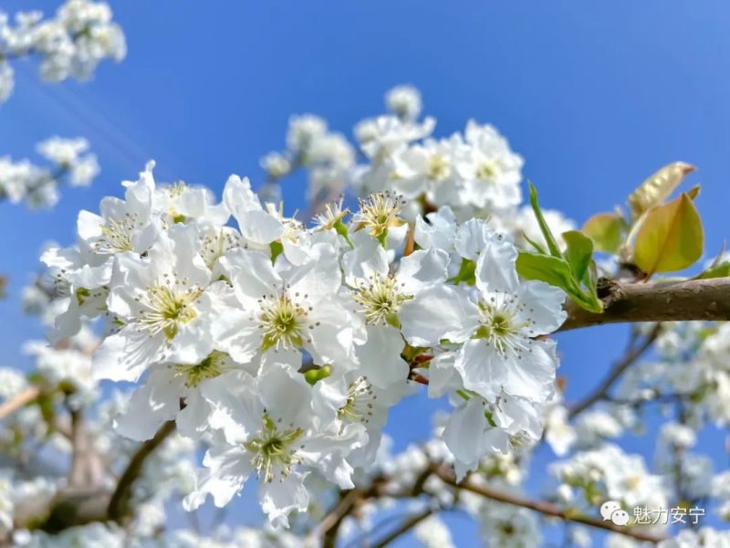 梨花是什么季节开的（在阳春三月里邂逅梨花盛开）-9