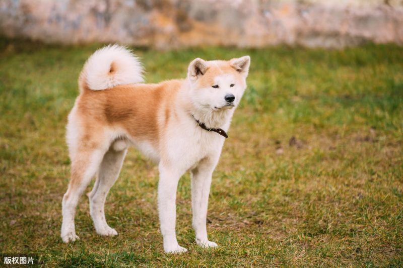 秋田犬和柴犬哪个好（秋田犬为什么比不过柴犬）-1