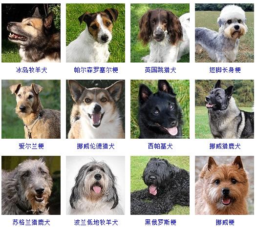 狗的种类大全（178个宠物狗品种大全介绍）-10