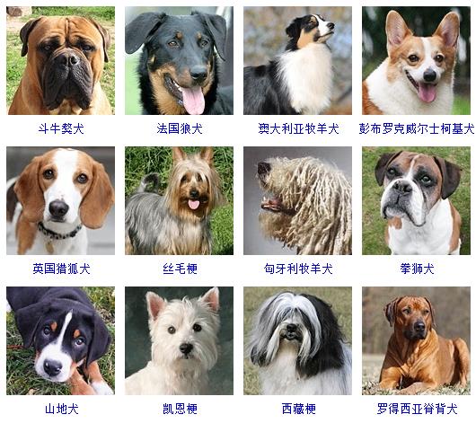 狗的种类大全（178个宠物狗品种大全介绍）-7