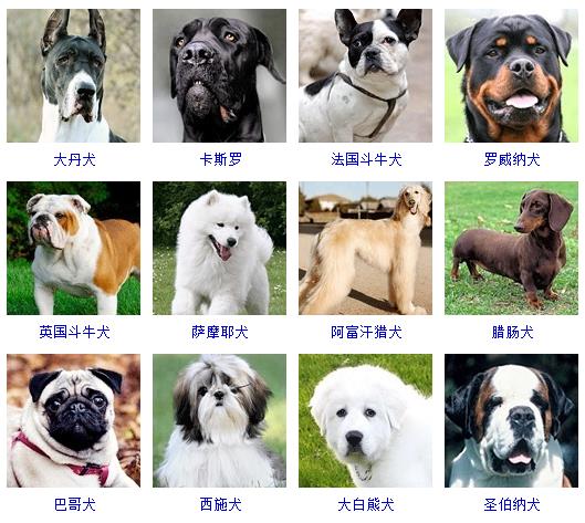 狗的种类大全（178个宠物狗品种大全介绍）-2