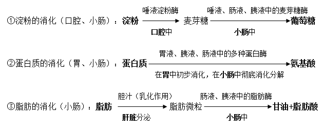 初一下册生物必背知识点有哪些（人教版初一下册生物知识点总结归纳）-4