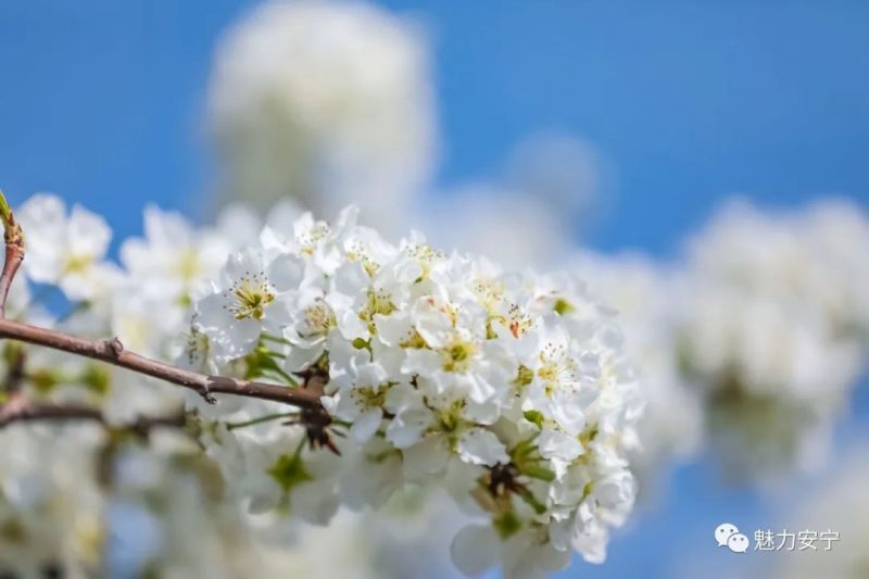 梨花是什么季节开的（在阳春三月里邂逅梨花盛开）-3