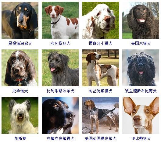狗的种类大全（178个宠物狗品种大全介绍）-14