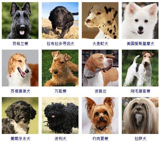 狗的种类大全（178个宠物狗品种大全介绍）-5