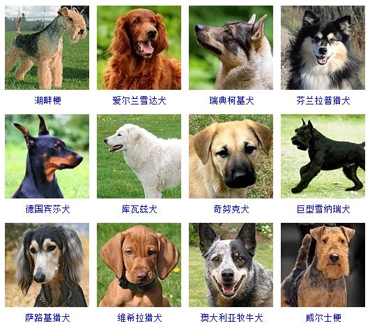 狗的种类大全（178个宠物狗品种大全介绍）-8