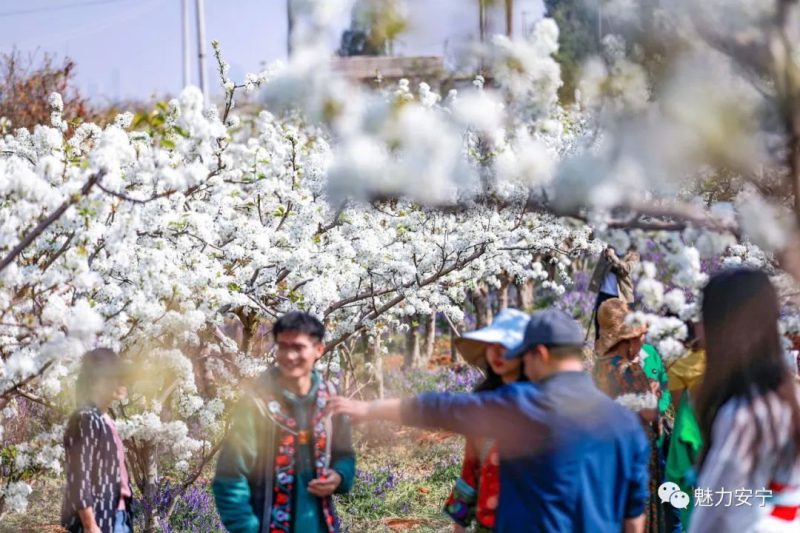 梨花是什么季节开的（在阳春三月里邂逅梨花盛开）-7